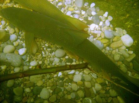 Isartauchen 019a